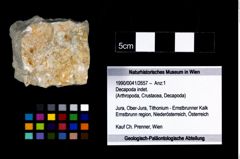 Foto (Objekt + Etikett) von Decapoda indet.  (NHMW-GEO-1990-0041-2657)